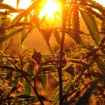 Silhouette of cannabis plant at sunrise