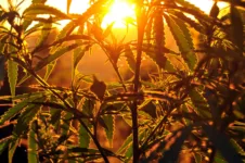 Silhouette of cannabis plant at sunrise