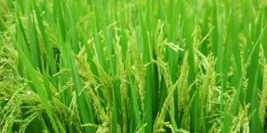 rice field green farm nature