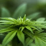 cannabis cannabis leaves drug drugs hemp