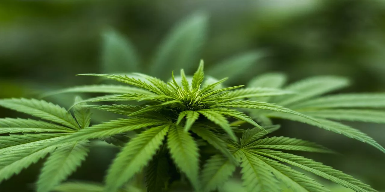 cannabis cannabis leaves drug drugs hemp