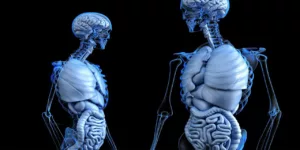 anatomical anatomy body gut health human medical