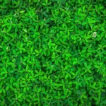 leaf green plants leaves