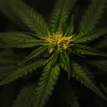 cannabis cannabis leaves cbd