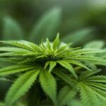 New Study Shows Hemp Compound May Prevent Covid-19 From Entering Human Cells