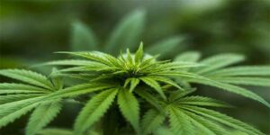 herb-hemp-cannabis-plant-cab-cannabinoid