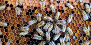 queen bees honey comb hive