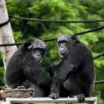 chimpanzees gorillas wild ape wildlife