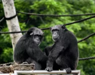chimpanzees gorillas wild ape wildlife