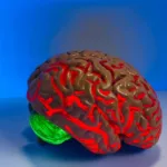 human brain human physiology medical mind