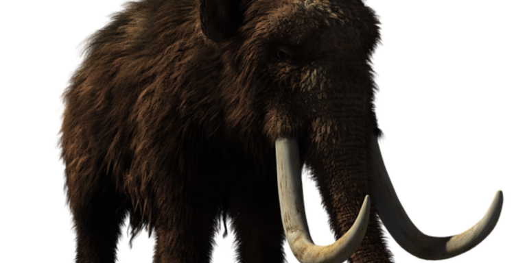 A Biotech Company Aims To Bring Back Extinct Woolly Mammoth – Tgdaily