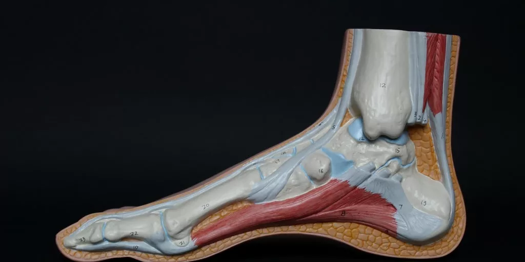 tendon fibula foot leg bone