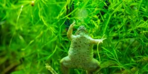 closeup-shot-african-clawed-frog