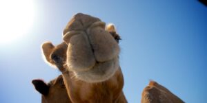 camel mammal closeup