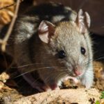 Landmine Sniffing Rat Dies At The Age Of 8