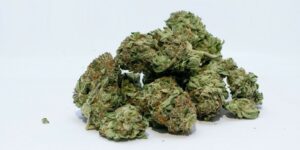 Marijuana Cannabis Weed Bud Green Pot Medical