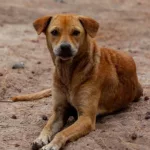 Stray dog on beach, Brown dog, Stray dog image