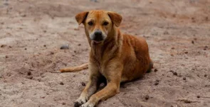 Stray dog on beach, Brown dog, Stray dog image